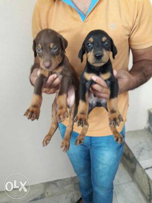 Chocolate And Black Doberman heldi pappy male Rs  Female