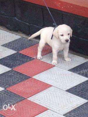 Cute Labrador retriever puppies for urgent sale (Female)