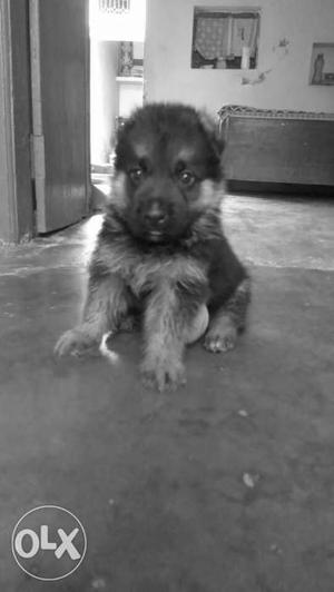 Cute Male dog..36 days old...full activ