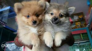 Cute and adorable Mini Pomeranian puppies