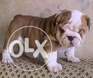 Cute bull dog puppies male and female