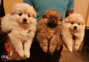 Cuteest Pom pups available Only male puppies If