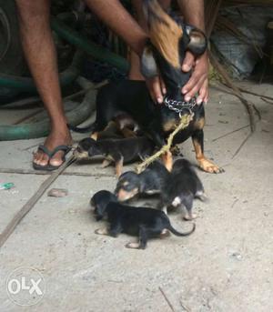 Dachshund:2 male and 2 female puppies Labrador: