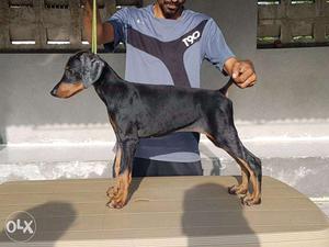 Doberman female pup available for sell