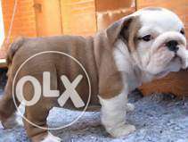 English bull dog puppies available