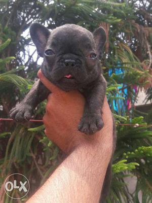 Excellent Quality Female French Bulldog Champion
