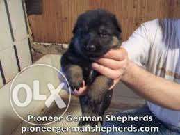 Excellent quality GERMAN SHEPHERD Male Puppies Available