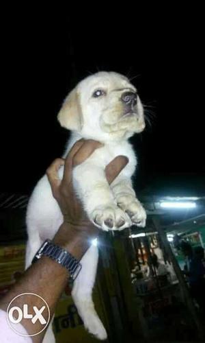 Fawn Cream Labrador Gud Health Show Quality pups