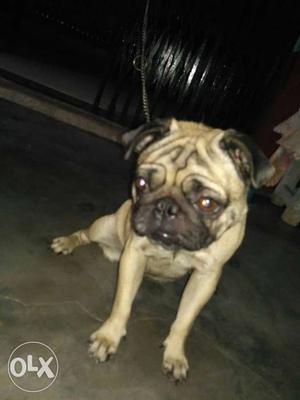 Fawn Pug In Babugarh