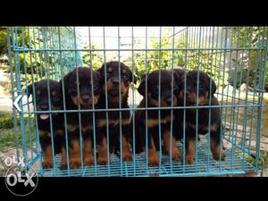 Female rottwieler at 