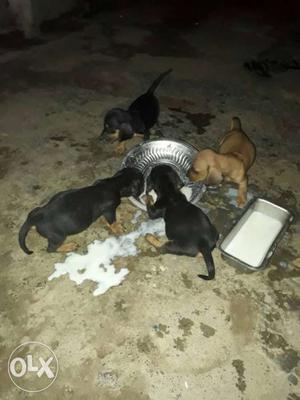 Four Black And Brown Short Coat Puppies