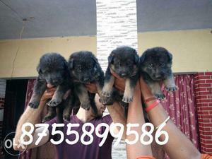 Four Black And Tan Short Coat Puppies