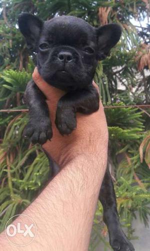 French Bulldog Female Top Quality Only Brindle
