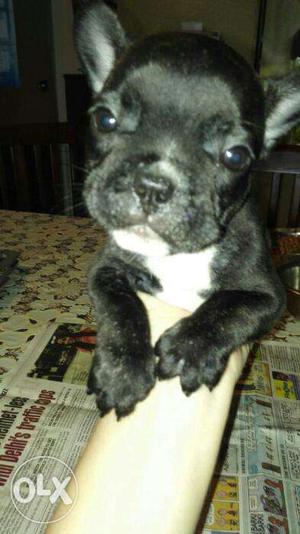 French bulldog for sell male female available 2