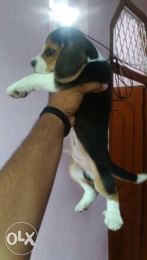Full marking Beagle pup's available