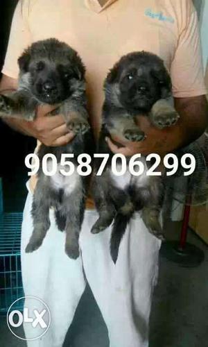 German shepherd male puppy available  and