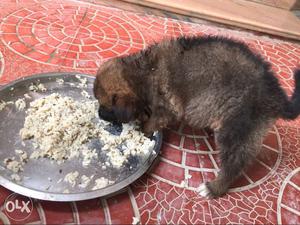 German shepherd mixed breed tangkhul hui