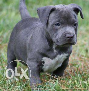Go kennel in Pitbull puppies import and healthi best line