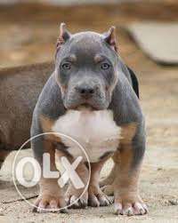 Go kennel in Pitbull puppies import supre line best price
