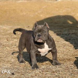 Go kennel in Pitbull puppy superactive andplayfulL dobul
