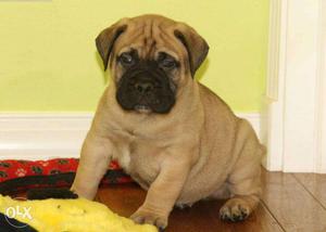 Go kennel in in Bull mastiff puppies super Gud best for sell