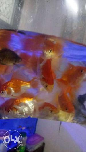 Gold fish 3inch good color wholesale price 60₹