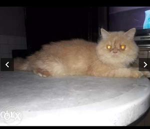 Golden brown pure Persian male Cat (7months)