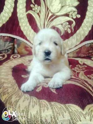 Golden retriever female dog 35 days