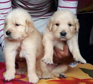 Golden retriever puppies available now in Chennai