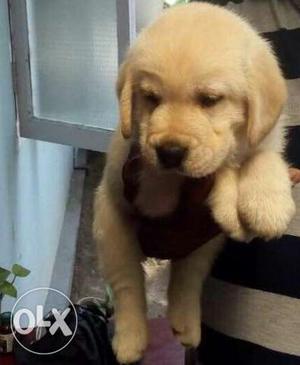 Golden retriever puppy with kci and microchip