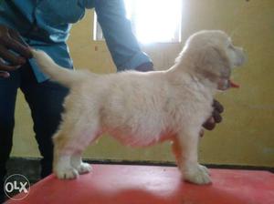 Golden retriever puppy's