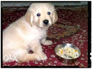 Golden retriver puppies available for sell..