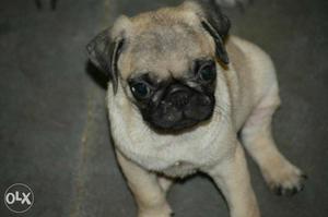 Good Quality Pug male puppy sales only call no msg