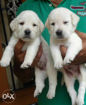 Good quality Labrador puppies available in