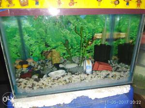 Good quality aquarium with filter kit in low price