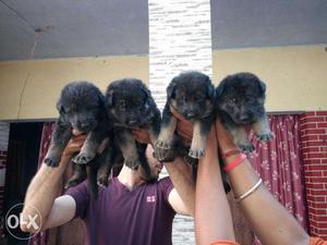 Gray-and-black Long Coat Puppies