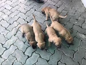 Great Dane fawn colour Puppies