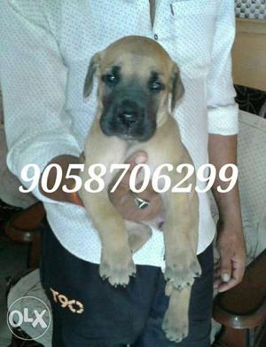 Great Dane female puppy available.