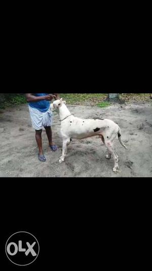 Great dane dog available for sale