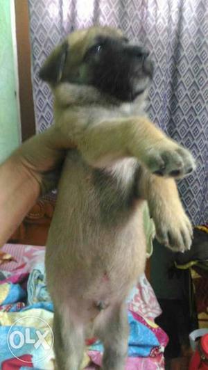 Gsd and spitz available, price very low, home