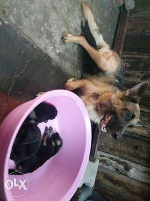 Gsd original puppy aviable for sale