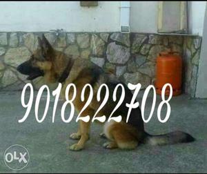 Gsd pure female type ur phn.no Or call me