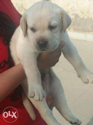 Healthy Labrador Male Puppy Available In Delhi