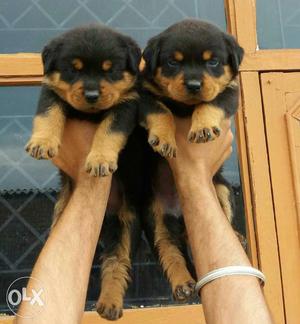 Heavy punch face rottweiler pups for sale with