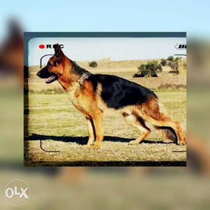 Heavy size Gsd puppies male female available
