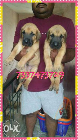 Heavy size import quality Great Dane Puppies.