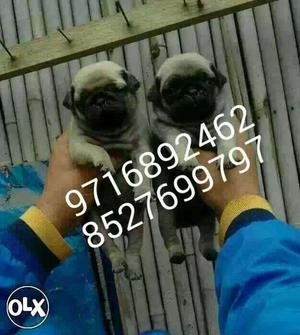 Highly humble Pug puppies and all brands of