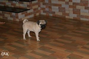 I have a dog.He called pinchu.He is a pugg and