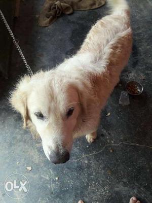 I want to sell mh golden retriver dog 8months