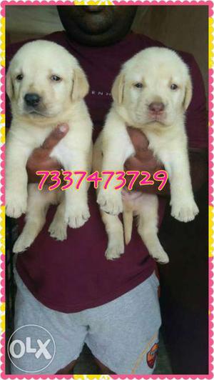 Import quality Yellow Labrador Puppies.